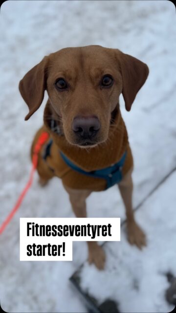 Fanta var en kæmpestor fan af fitness. Og hun var også rigtig dygtig til det ❤️

At træne fitness med Pepsi er på en og samme tid helende og mærket af afsavn. 

Men der er ingen tvivl om, at Pepsi også har en uro i kroppen over at have mistet sin bedste veninde. Og derfor har vi to bare fokus på at lave en masse ting sammen. 

Nu har vi altså besluttet for alvor at starte fitnesseventyret op 🤩 
Pepsi er måske ikke helt på niveau med Fanta lige på det punkt, men hun skal nok blive ligeså topsej efterhånden!