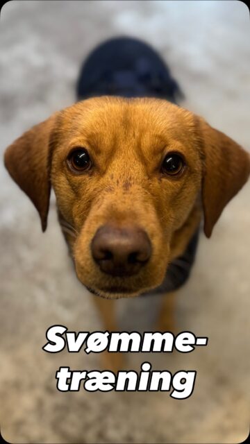 Svømmetræning - godt for et hav af ting! Pun intended 😉

💦 Vandtræning har mange styrker og det gælder både i form af svømning som på videoen eller ved brug af waterwalker, der især ses i rehabiliteringsøjemed.

I Pepsis tilfælde bruger vi det til:

💪 Skånsom muskelopbygning vha. vandmodstanden

🏃‍♀️ Konditionstræning

🤸‍♀️ Mobilisering og øget ROM understøttet af vandets vægtbærende egenskaber 

🎉 Sjov!

Pepsi elsker vand og derfor er svømning en god motionsform for hende, men det fungerer ikke for alle hunde. For hunde med større problemer i bevægeapparatet eller vandskræk, kan waterwalker eller øvelser på land være en mere effektiv mulighed 🙌