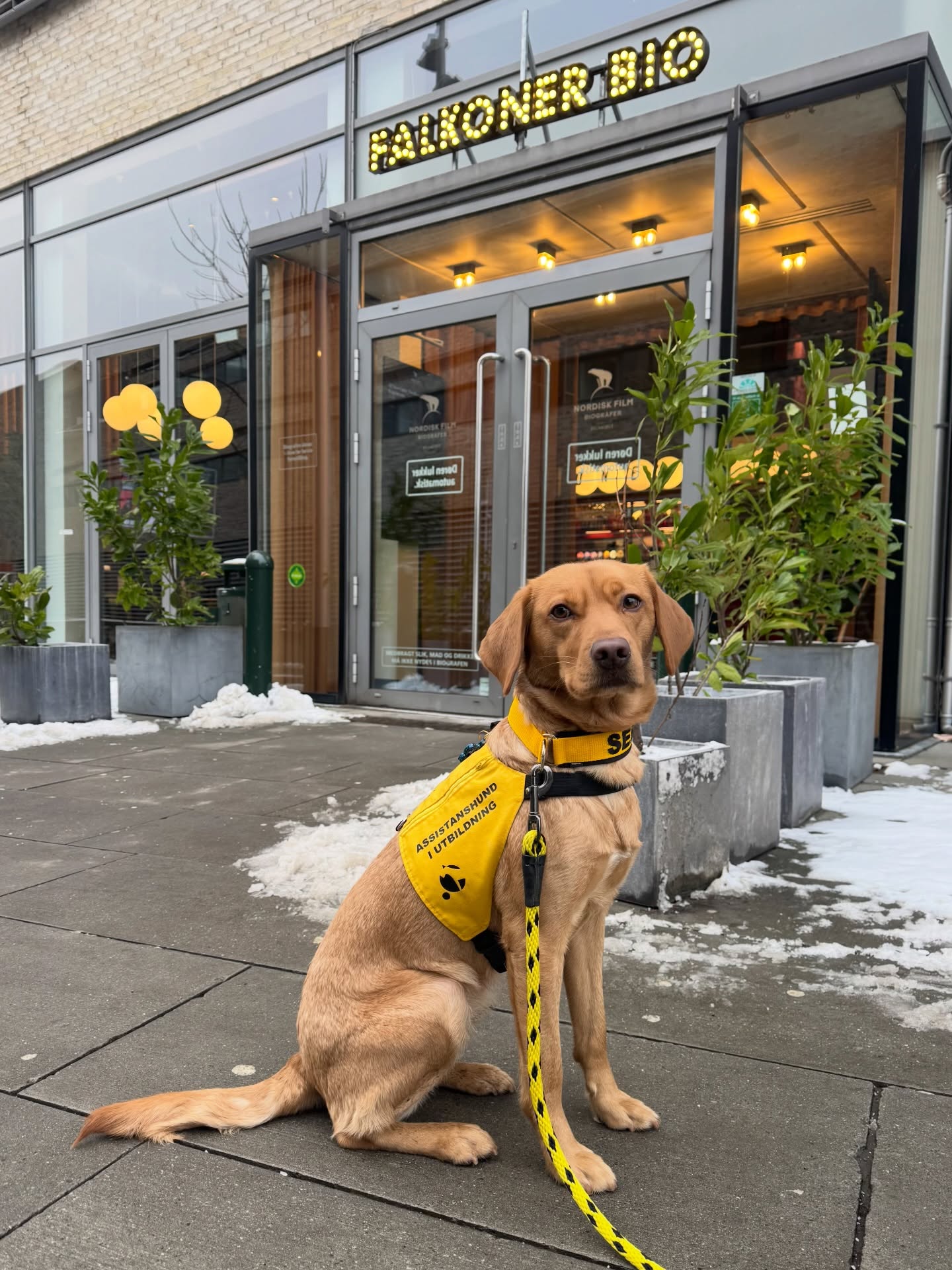 Pepsi har i dag været med på besøg i @falkonerbio for at se Rental Family 🍿 🎥 

Fra start til slut blev vi mødt af ekstremt serviceminded personale, både i selve biografen, men også i supportcentret hos @nfbio 🙌

Jeg ELSKER film og filmmediet og har tidligere været flittig biografgænger. De sidste år, hvor jeg har været uden servicehund, er det dog blevet meget minimalt, da jeg tit og ofte døjer med voldsom angst i salen. 

Derfor var det uundværligt at blive taget så vel imod med Pepsi 🐕‍🦺 og guidet i alt fra billetkøb til besøget i praksis, af venligt og hjælpsomt personale. Det tog virkelig meget af stressen fra besøget. 

Desværre blev vi nødt til at forlade biografen midt under visningen, da jeg blev dårlig 😵‍💫 Så om filmen var god, det står hen i det uvisse 😂

Men ikke desto mindre skal der lyde et kæmpe tak til både Nordisk Film og Falkoner Biograf for den top-gode service 🤩

Vi kommer igen!

Hvad er den seneste film, I har set i biografen? 🤔

#servicehund #biograf #movielover