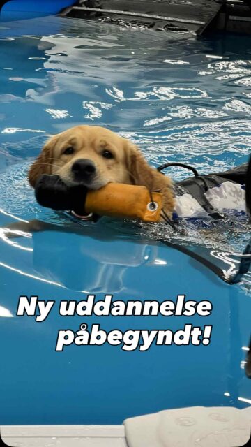 Nu kan jeg endelig løfte sløret for et nyt projekt: jeg er nemlig startet på uddannelsen til rehabiliteringsterapeut!

Det er en ny uddannelse hos @center_for_dyreterapi der fungerer som overbygning på uddannelsen til fysiurgisk hundeterapeut. Uddannelsen skal klæde mig på til at tackle sværere genoptræningsforløb, f.eks. i post-operative tilfælde eller hos hunde med tungere diagnoser i bevægeapparatet. 

Efter selv at have stået med Fanta, der var igennem et svært neurologisk forløb, har jeg udviklet en enorm passion for at udbedre min viden om diagnoser og rehabilitering, potentielt til gavn for hunde som hende ❤️

I videoen ses lidt eksempler på tiltag, man kan bruge i genoptræningsøjemed.

Jeg håber, I vil følge med i eventyret. 

Og det er ikke eneste nyhed! Over de følgende dage har jeg hele to store ting at dele, så der skal nok blive pustet lidt liv i profilen 🤩

#hundefysioterapi #hunderehabilitering #hundemassage