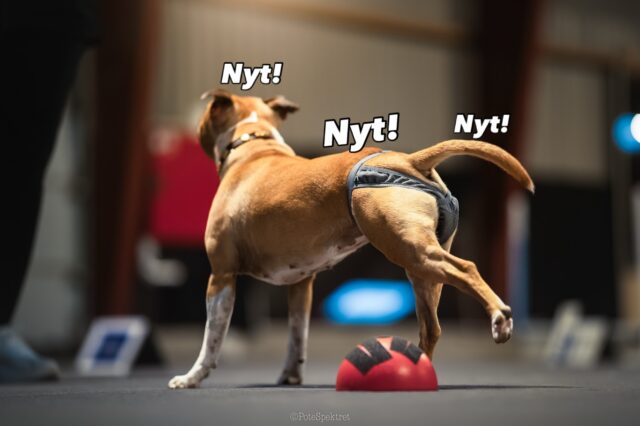 Kan man lære for meget? 😆

Nogen vil nok mene, man kan lære for meget for hurtigt og det er der uden tvivl sandhed i. 

Ikke desto mindre har jeg valgt at kombinere rehabiliteringsuddannelsen med uddannelsen til fitnessinstruktør 💪
Ikke fordi jeg samler på uddannelser bare for morskabens skyld - men fordi, det giver mening. 

Der er en god sammenhæng i at kunne arbejde med det genoprettende såvel som det forebyggende og derfor ser jeg værdi i at udbedre min viden indenfor både det forudgående arbejde som fitnessinstruktør og det genopbyggende arbejde som rehab-terapeut.

Det er mit håb på sigt at kunne arbejde både med fitness målrettet den sunde, aktive hund og styrkende træning til den skadede eller på anden vis bevægelsesmæssigt indskrænkede hund 🐕

Fremtidsplanen er individuelle fitnessplaner, fitnesshold fra begynder til ekspert og genoptræningsforløb. Desuden har jeg en lille drøm om at kunne involvere ejeren… men mere om det på sigt 🤪

Det bliver så spændende 🤩

#hundefitness #hundetræning #hundeliv #aktivhund