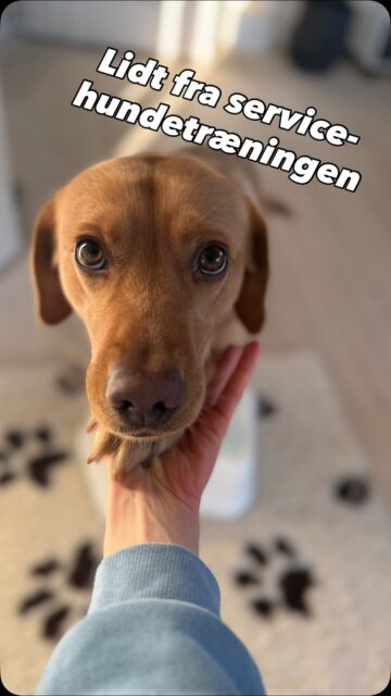 I søndags blev det til en god omgang servicehundetræning i det lokale butikscenter - med masser af larm og weekendtravlhed 🫨

Pepsi klarede det til UG! 

Ja, jakken beholdt hun altså på, fordi det bare var meningen, vi skulle have været ind og hurtigt ud i vinterkulden igen. Jeg lover, at ingen hunde led varmeoverlast i produktionen af denne video 🤣

#servicehund #hundetræning #workingdog #servicedog
