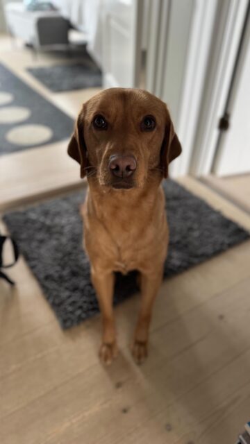 Det at tage metroen har altid været noget af en udfordring for mig 🫣
Derfor har det faktisk også været svært at få trænet med Pepsi, fordi vi har skullet nå et stykke vej med det, før jeg har fundet tryghed i at have hende med. 

Men vi har fundet en ret smart løsning… nemlig at kombinere vores metroture med besøg på en lang række caféer, jeg har haft lyst til at prøve og det har vist sig at være genial motivationsfaktor og belønning for veloverstået træning 🤣🤣

I dag stod den på @cafesandoe - et særdeles lækkert sted at spise både brunch og frokost. Og med serviceminded personale der sørgede for, vi havde god plads med Pepsi trods mange besøgende 🙏

Det kan kun anbefales! Caféen altså, ikke metroturen - der er stadigvæk et stykke vej, før jeg ligefrem nyder den del 😆