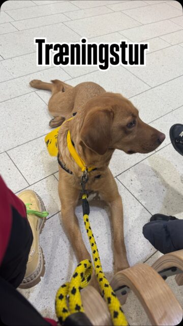 Vi har været til træning med vores instruktør fra @soshund - fed oplevelse, hvor vi virkelig så, at alt vores arbejde har givet pote 🤩

Pepsi er simpelthen bare en drøm af en hund at arbejde med og det er fantastisk at mærke, at vi kommer tættere og tættere på hinanden - både i træningen og i dagligdagen.