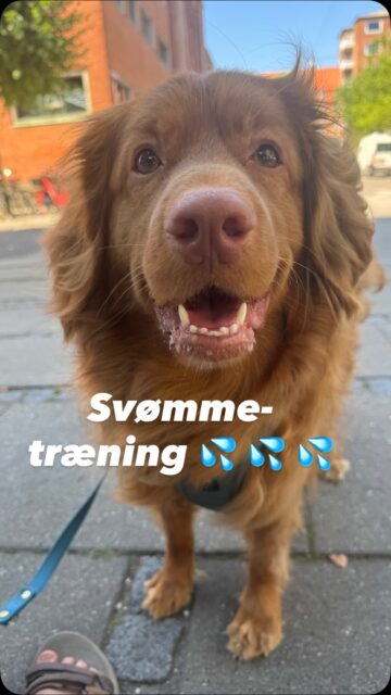 I dag har vi været en tur forbi @fun4dogs  for at svømme med Kogle-fyren. 
En stor del af hans vægttabsrejse består nemlig af bevægelse i vand for at styrke konditionen mens belastningen på leddene holdes på et skånsomt niveau.

Det tog ham et par gange at fange ideen 😆 Men nu er vi ved at være der! Og i dag tog han sin første fulde omgang i bassinet 🤩

#hundetræning #hundefitness #hundesvømning #dogfitness