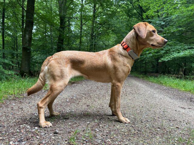 Pepsi 3 år og 17.5 kg fuld power 🤩
Hun kunne passende være døbt Pepsi Max 🤣

Ja, hun lider lidt under, at jeg ikke kan finde ud af at stille hende pænt. Det er en læringsrejse for os begge 😆

#labrador #huntingdog #huntinglabrador #jagthund