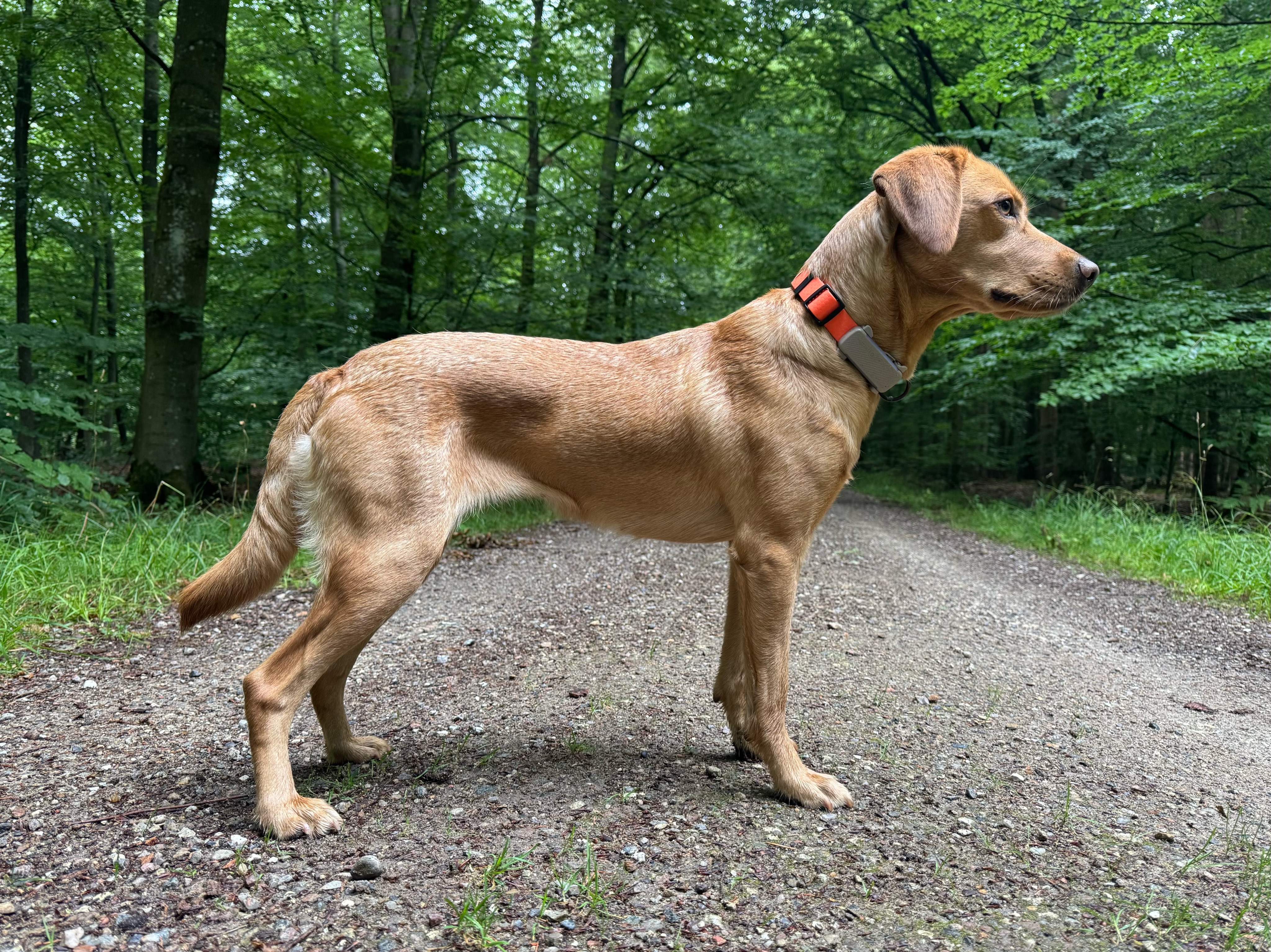 Pepsi 3 år og 17.5 kg fuld power 🤩
Hun kunne passende være døbt Pepsi Max 🤣

Ja, hun lider lidt under, at jeg ikke kan finde ud af at stille hende pænt. Det er en læringsrejse for os begge 😆

#labrador #huntingdog #huntinglabrador #jagthund
