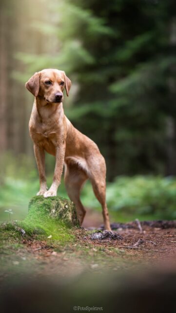 Top top smukkeste rute i Naturpark Mølleåen i dag 🤩
Hold op en helt igennem fantastisk oplevelse! Det kan absolut kun anbefales at udforske området!

Vi blev mødt af rigtig typisk dansk vejr med byger det ene sekund og solskin det næste 🤣 
Men den gode stemning holdt hele vejen 🙌

#vandring #vandringmedhund #skovtur #mølleåen