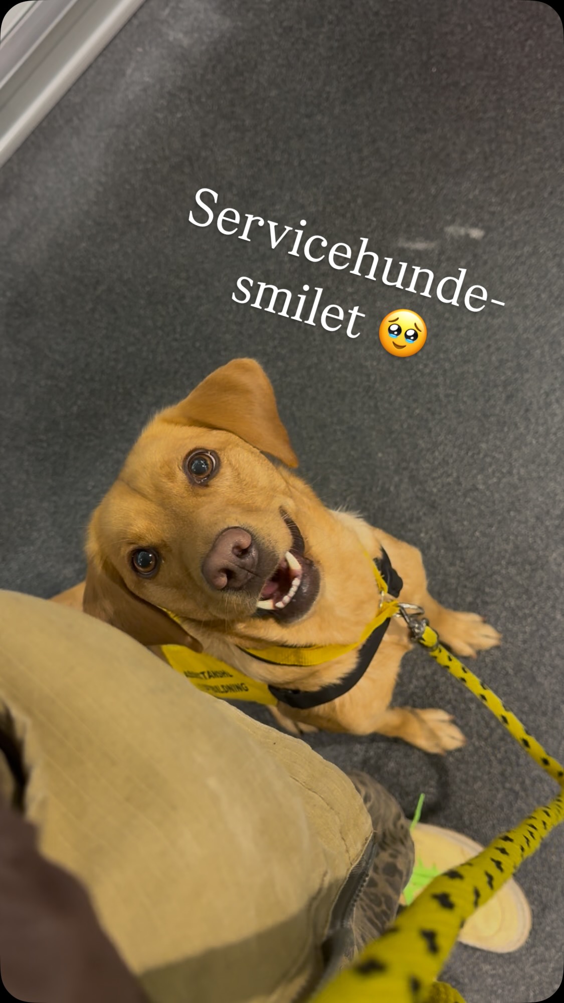 Endnu en skøn dag med træning af begge hundene 🤩

Kogle er nu blevet så dygtig til svømning, at han tager hele runden selv! Og Pepsi har været på forstyrrelsestræning i Maxi Zoo, hvor hjernen virkelig har været på arbejde 💪 Med kun lige godt to måneder til hendes eksamen bliver der stillet ekstra skarpt på alle de små detaljer. 

#dogswimming #labrador #tollerretriever #hundetræning #servicedog