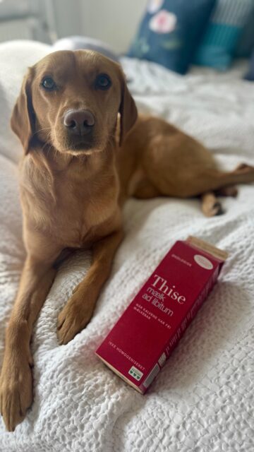 Hvilken mælk bruger du i kaffen?

Pepsi - selvudnævnt mejeri connoisseur - ved godt, at det eneste rigtige svar er Thise ad Libitum 😂🥛

Andre der har hunde med lettere uortodokse snackpræferencer? 😆

#notsponsored men I ringer bare, @thisemejeri 📞 Hun tager sig også betalt i ost 🤣