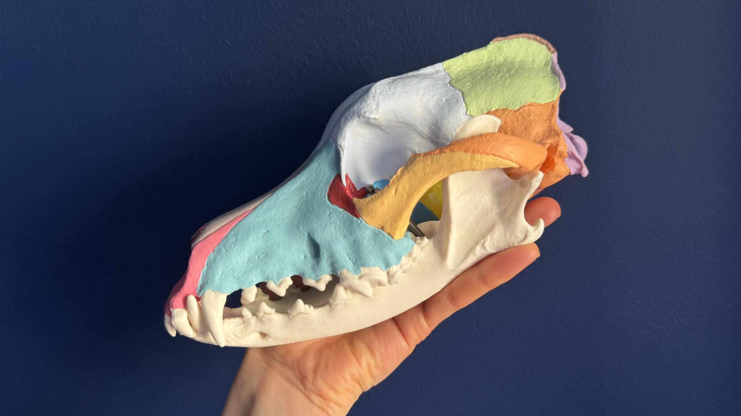 Massage vs. mobilisering vs. kranio-hva-for-noget? Et kig på teknikkerne