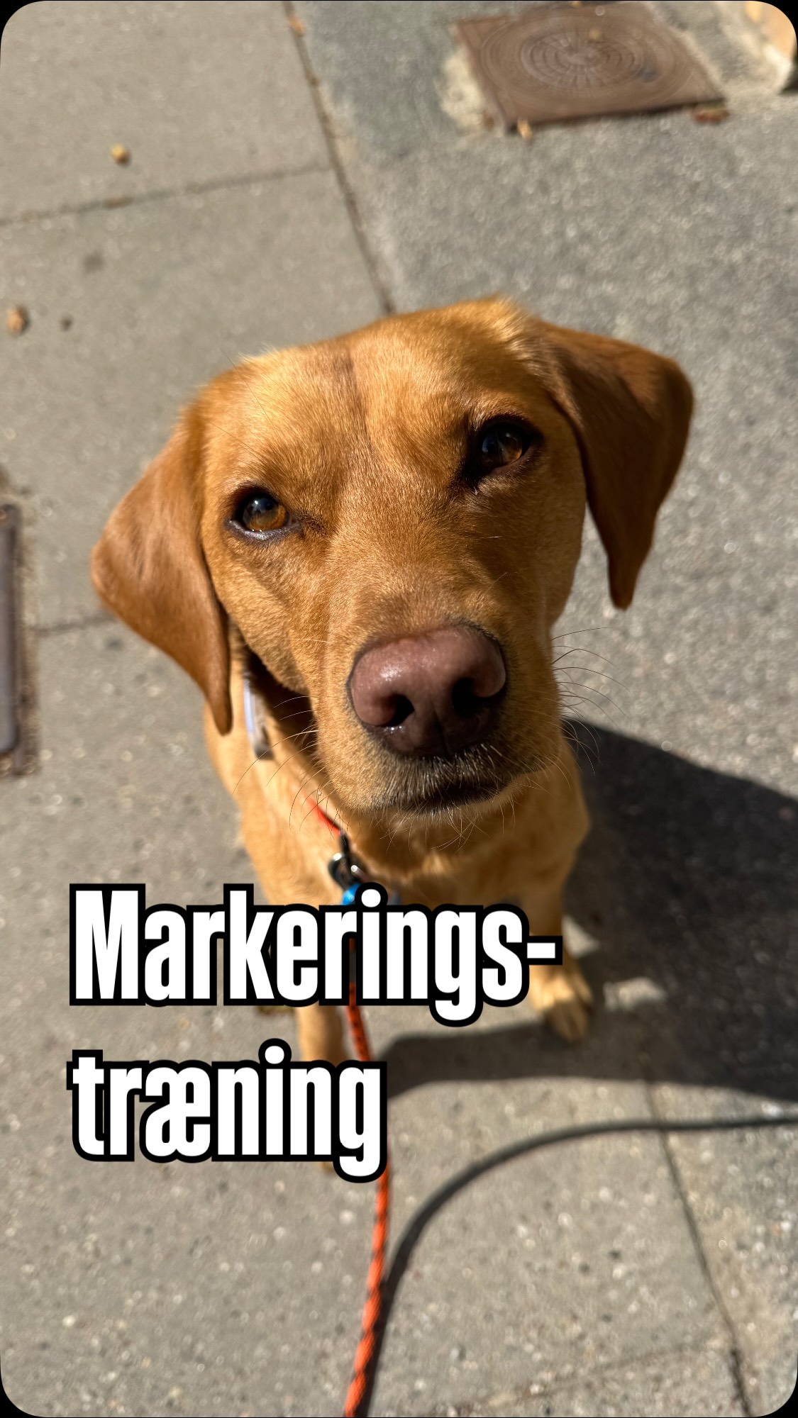 I forbindelse med Pepsis uddannelse til naturplejehund er vi ved at arbejde på vores markeringstræning. Her på KONG. Og jeg synes faktisk, det går stødt fremad 🤩

Som servicehund er hun gedigent oplært i opmærksomhed på mig og i øvrigt hvad jeg render og laver med mine hænder. Derfor er det IKKE kommet let med træningen her, hvor mine hænder og jeg er det, der skal være allermindst fokus på fra hendes side 🫣
Så jeg er egentlig ret glad for, hvordan det ser ud nu! Skulle have gemt videoerne fra de mange første træningssessioner… det var ikke lutter elegant 😂